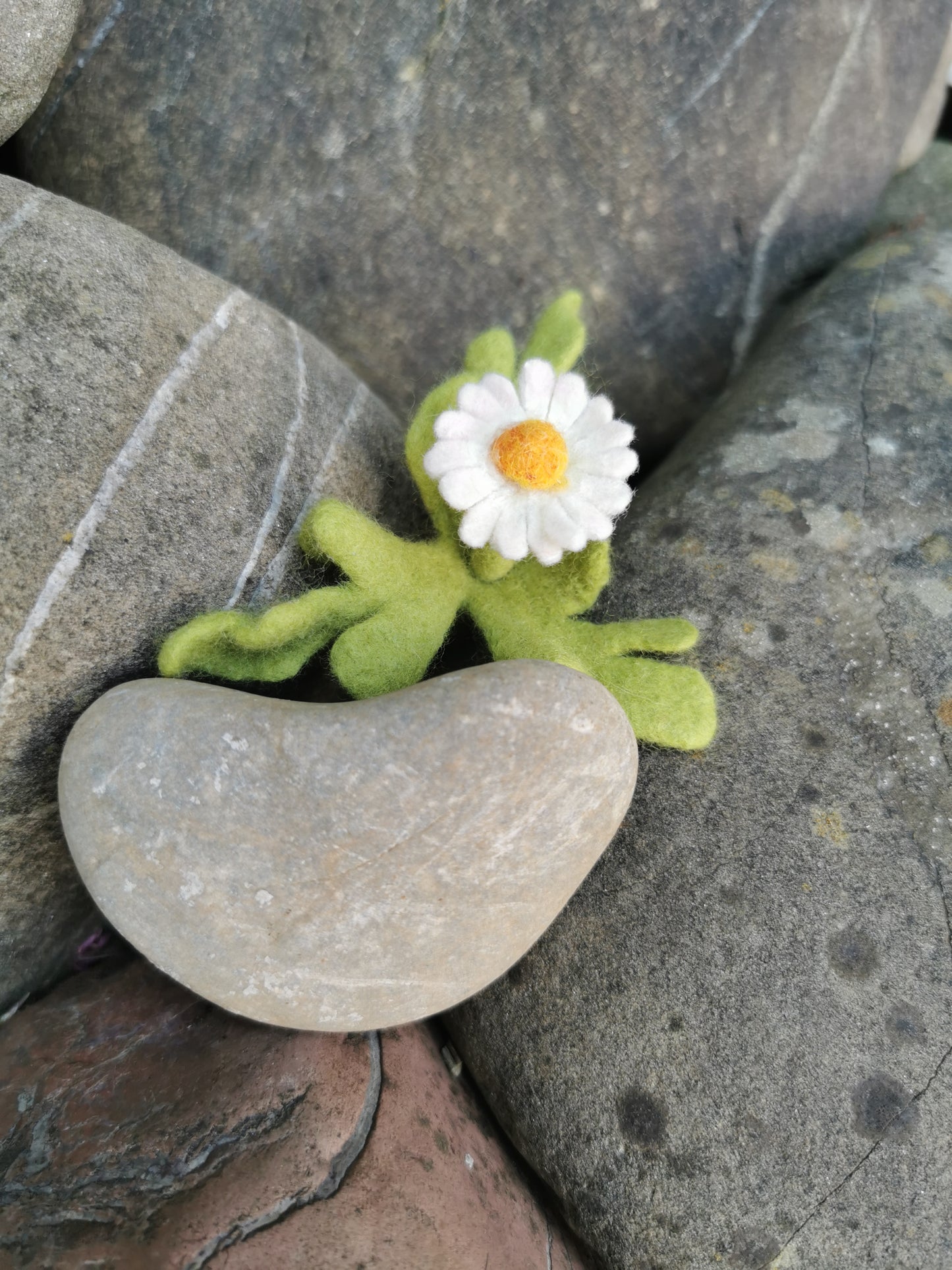 Gänseblümchen