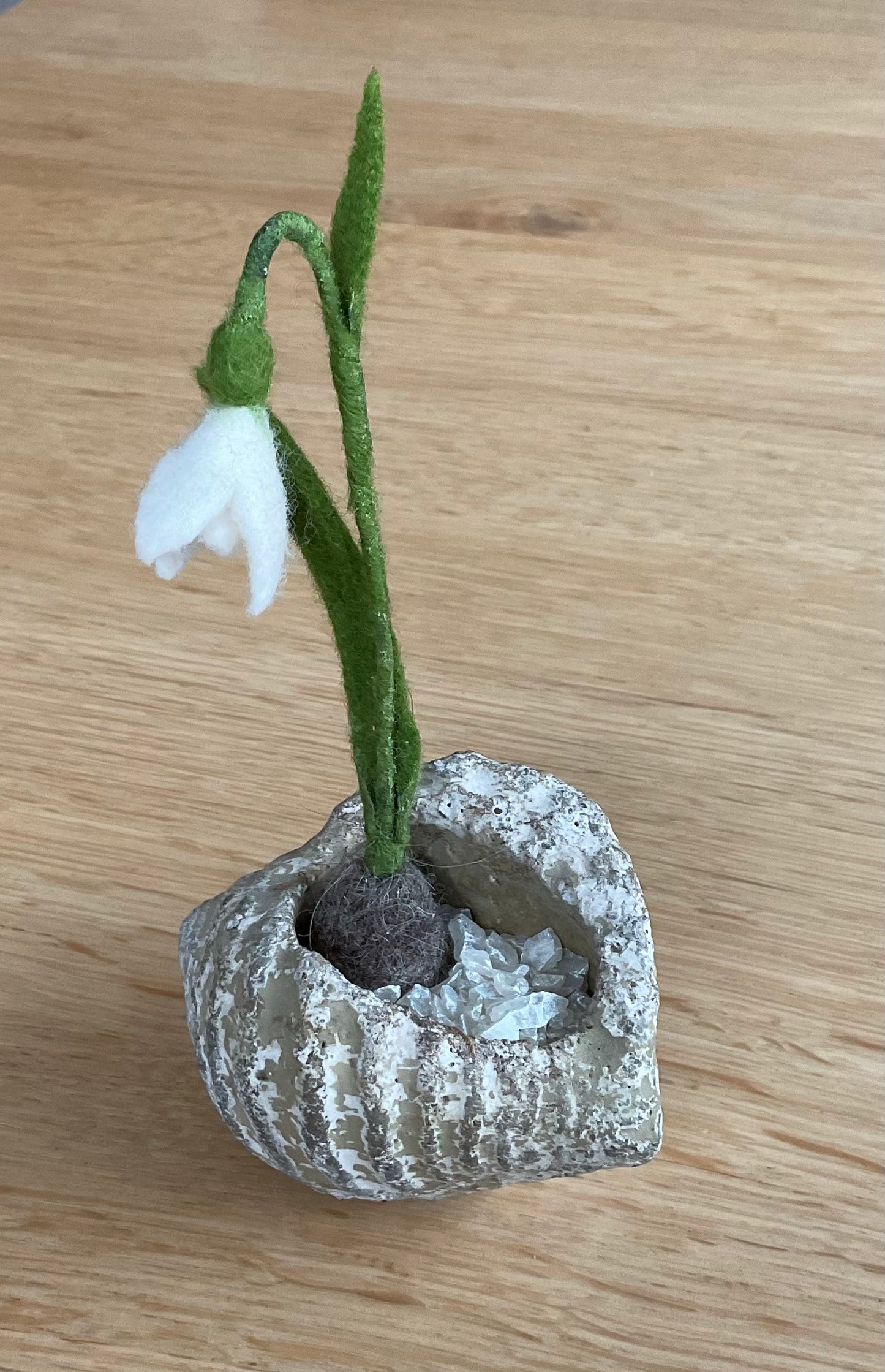 Schneeglöckchen
