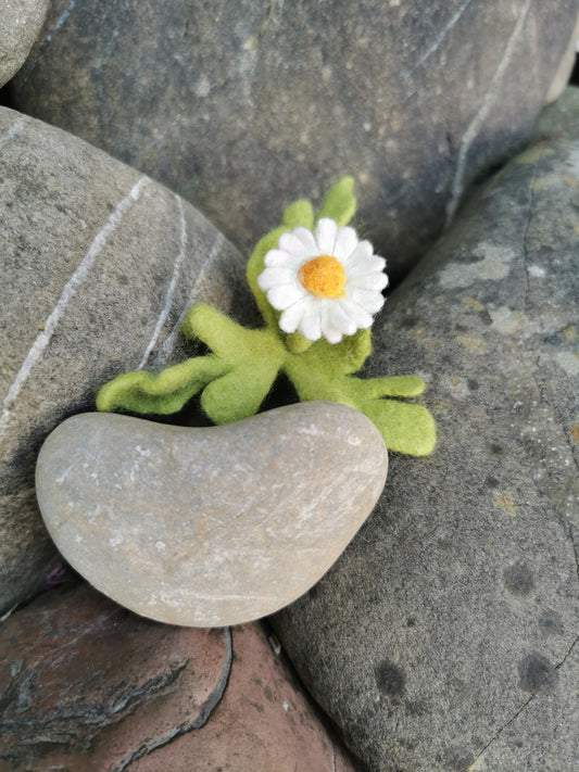 Gänseblümchen